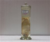 藏品(金線魚)的圖片